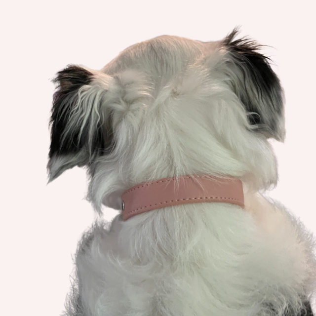 Dog Collar - Pink or Blue